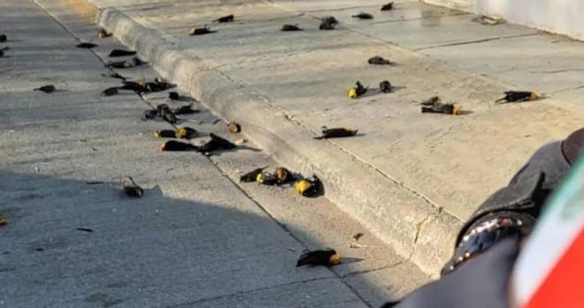 Resuelven el misterio de la muerte masiva de aves en México