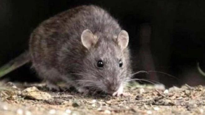El primer caso de Hantavirus data de 1978 en Corea del Sur El primer caso de Hantavirus data de 1978 en Corea del Sur