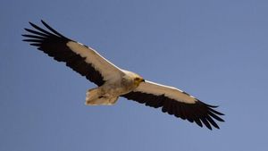 ¿Por qué el alimoche está en peligro de extinción? ¿Por qué el alimoche está en peligro de extinción?