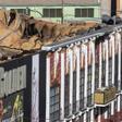 Vista aérea de las discotecas Golden, Teatre y La Fonda, afectadas por el trágico incendio.