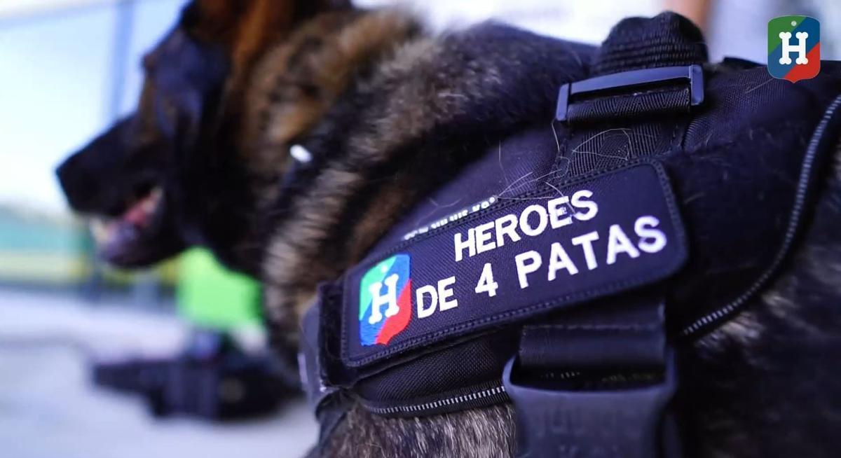 VIDEO: 11 perros policías jubilados buscan perros de adopción