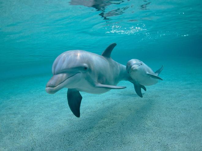 Las mamás delfines ‘hablan’ a sus crías con voz de bebé