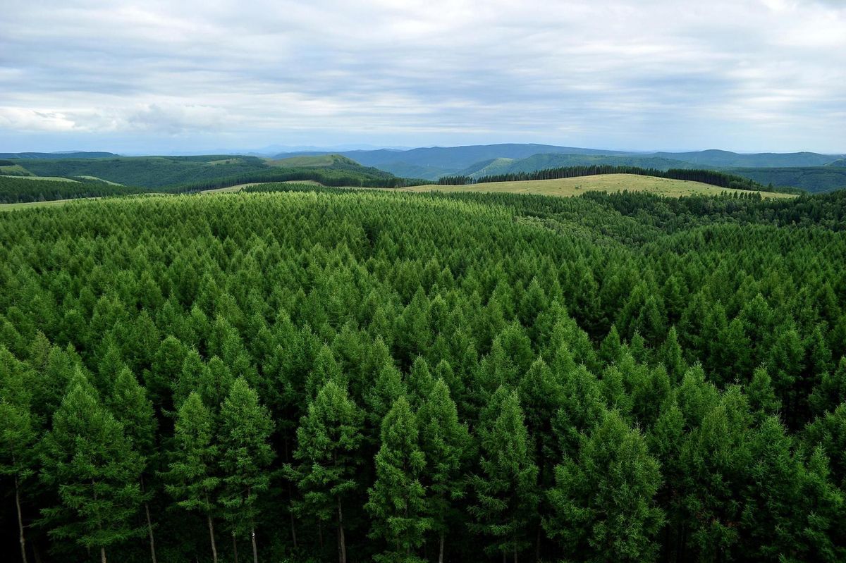 Bosque plantado en las últimas décadas en un área desértica de China Bosque plantado en las últimas décadas en un área desértica de China