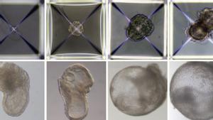 Desarrollo de modelos de embriones sintéticos desde el día 1 (arriba a la izquierda) hasta el día 8 (abajo a la derecha).