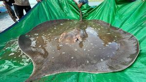 Encuentran el pez de agua dulce más grande del mundoen el Mekong