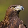 Así es el águila real, la ‘reina de los cielos’ españoles
