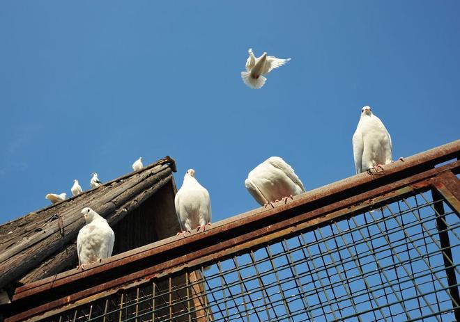 Unas 20.000 palomas mensajeras de gran valor se pierden en una carrera de Francia a Bélgica
