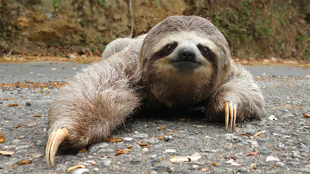 El Zoo de Dudley en boca de todos por el nacimiento de un bebé de oso