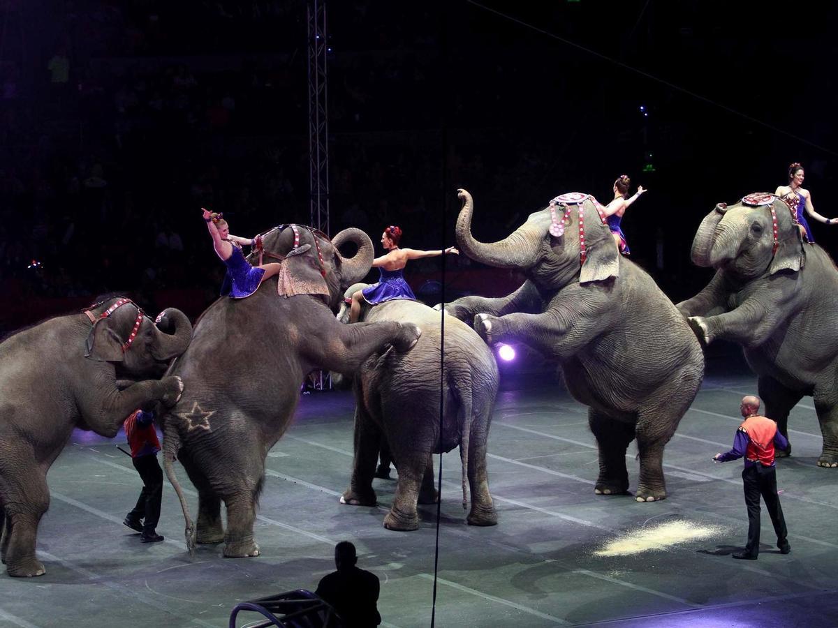 El Gobierno corta las subvenciones a los circos con animales