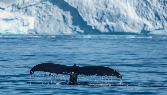 Las ballenas se recuperan: más de 100 ejemplares avistados en la Antártida