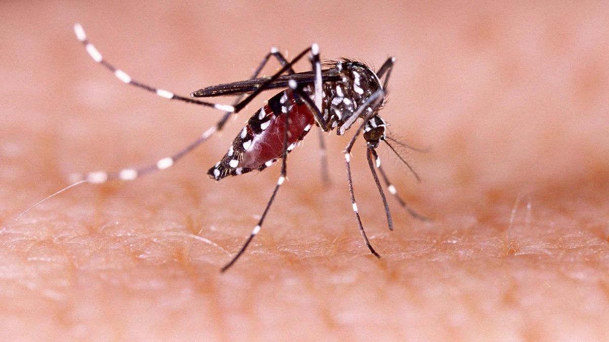 Descubren el compuesto químico que atrae al mosquito del Zika o el dengue Descubren el compuesto químico que atrae al mosquito del Zika o el dengue