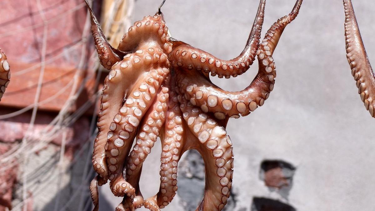 Pulpo y presión arterial