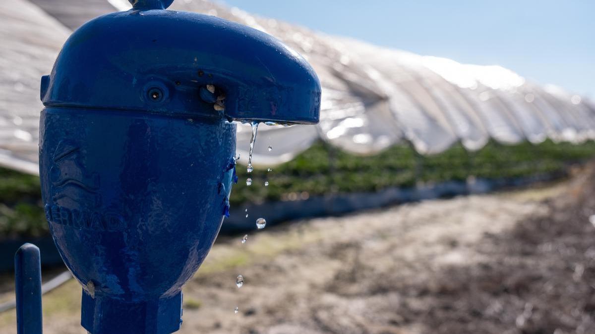 Los agricultores de Doñana reciben «entre 10 y 15 multas» al día por cultivos ilegales