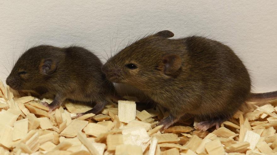 Bruselas apoya el fin paulatino de la experimentación con animales en la ciencia