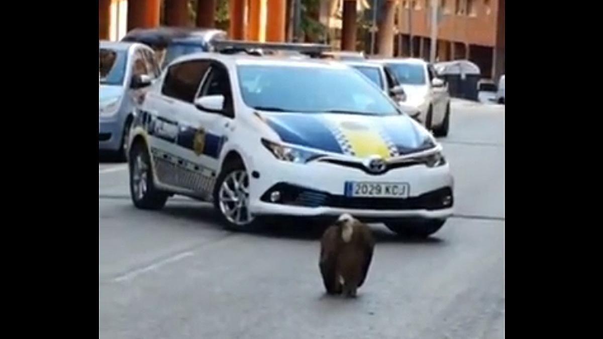 Una imagen del buitre que se posó en una calle de Benidorm. Una imagen del buitre que se posó en una calle de Benidorm.