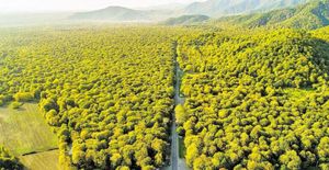 Los bosques del mundo, saturados de CO2 Los bosques del mundo, saturados de CO2