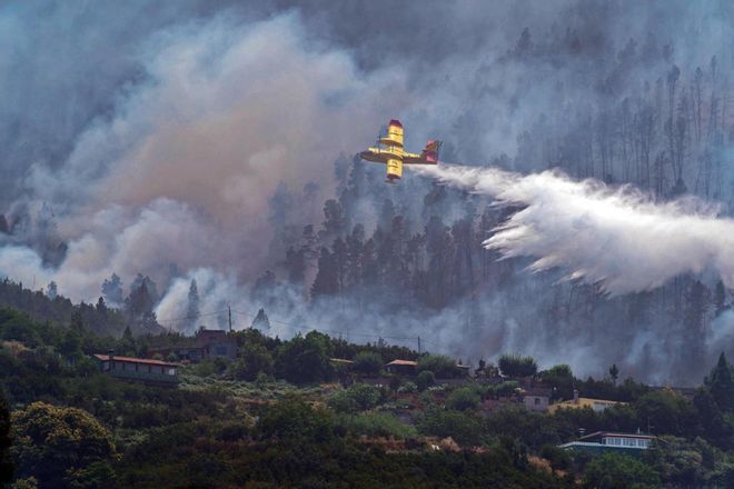 Estas son las graves consecuencias del incendio de Tenerife para la biodiversidad
