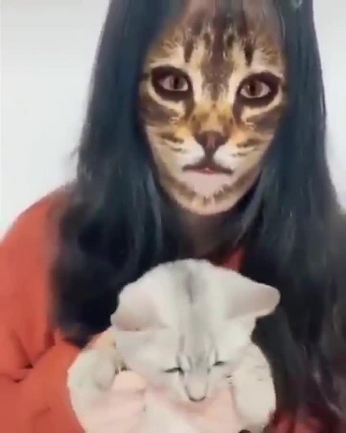 El viral de gatos reaccionando al de “cara de gato”