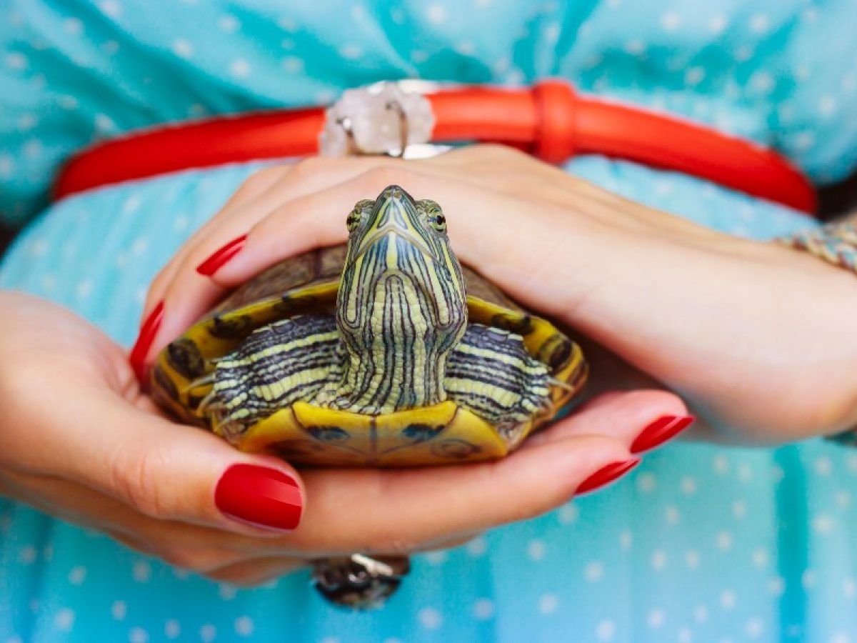 Cómo limpiar el caparazón de una tortuga