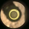 La primera muestra de núcleo de roca de Marte (en el centro) dentro de un tubo de recolección de muestras de titanio, en una imagen tomada por la cámara del rover Perseverance de la NASA. La imagen se tomó el 6 de septiembre de 2021, antes de que el sistema colocara y sellara una tapa de metal en el tubo.
