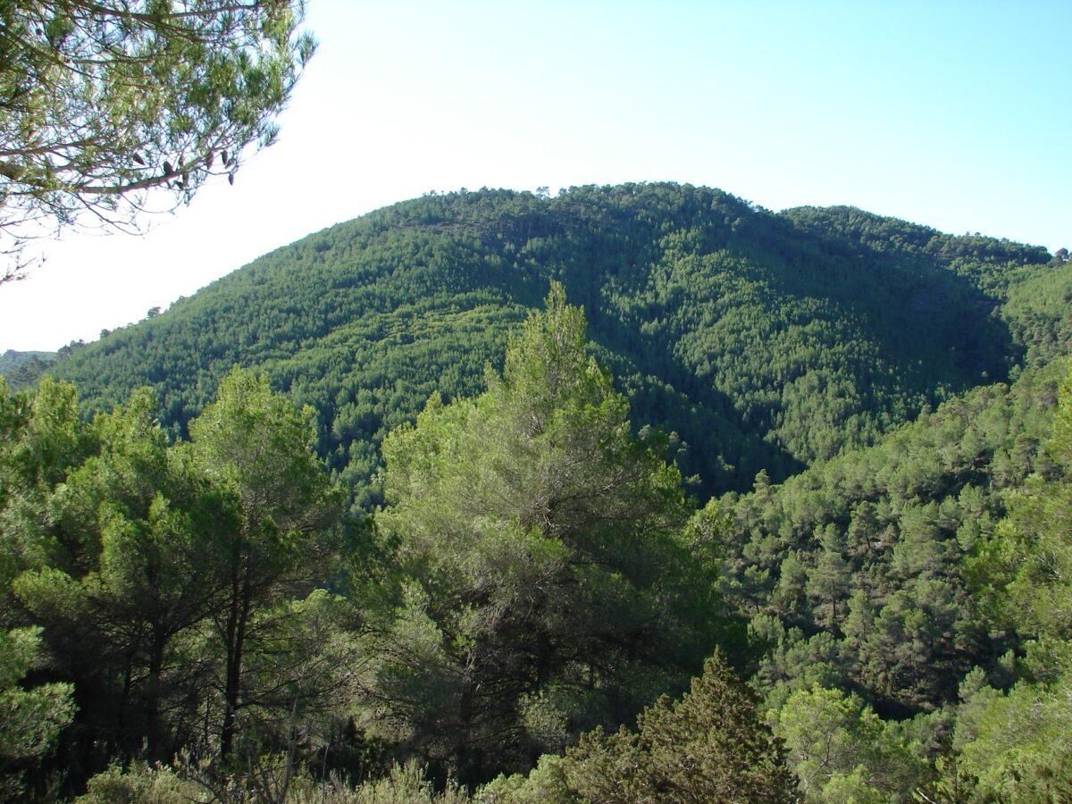 La mala prensa de los pinares en España: un mito social La mala prensa de los pinares en España: un mito social