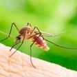 Invasión de mosquitos en la Toscana pone en peligro el turismo