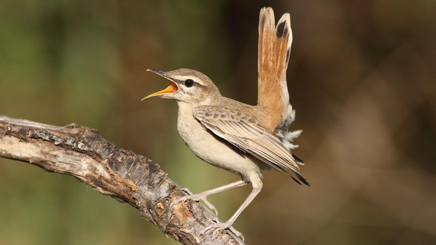 Why has the Rufous-tailed Shrike been declared Bird of the Year 2022 in Spain?