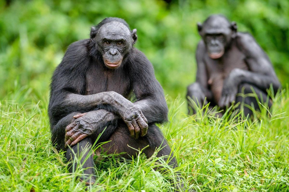 Los bonobos, los simios que enseñaron al hombre a convivir
