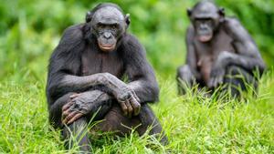 Los bonobos, los simios que enseñaron al hombre a convivir