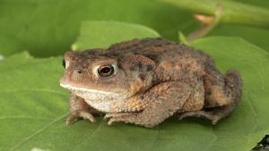Detención Nacho Vidal: ¿Qué es el rito del sapo bufo? Detención Nacho Vidal: ¿Qué es el rito del sapo bufo?