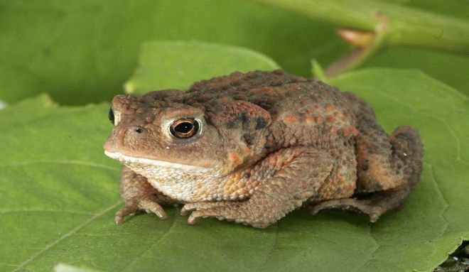 Detención Nacho Vidal: ¿Qué es el rito del sapo bufo? Detención Nacho Vidal: ¿Qué es el rito del sapo bufo?