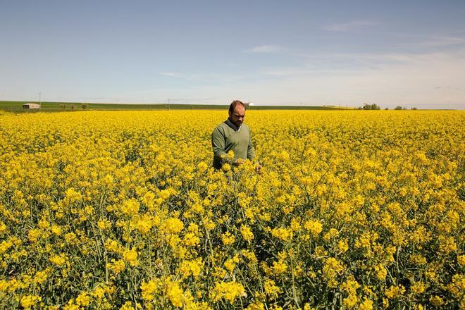 España se tiñe de amarillo con el auge de la colza, en máximos históricos: «Podemos producir más que nadie»