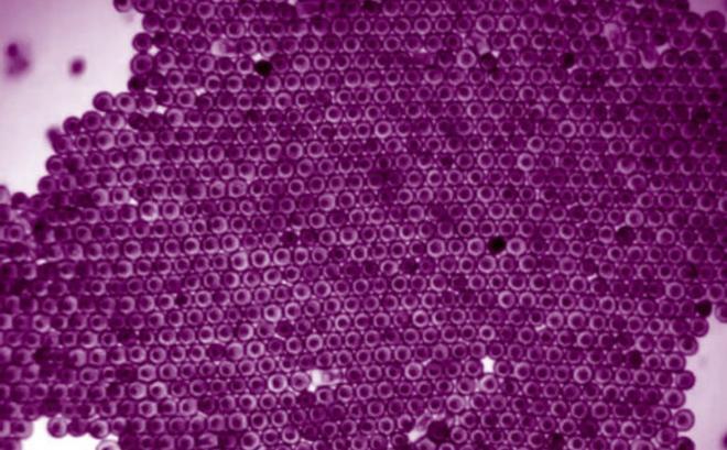 Embriones de estrellas de mar se agrupan en un «cristal viviente» en forma de panal de abejas