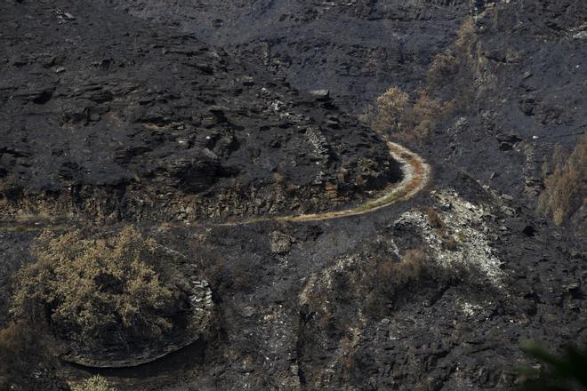 Denuncian la caza de un corzo en la Sierra de la Culebra tras los incendios