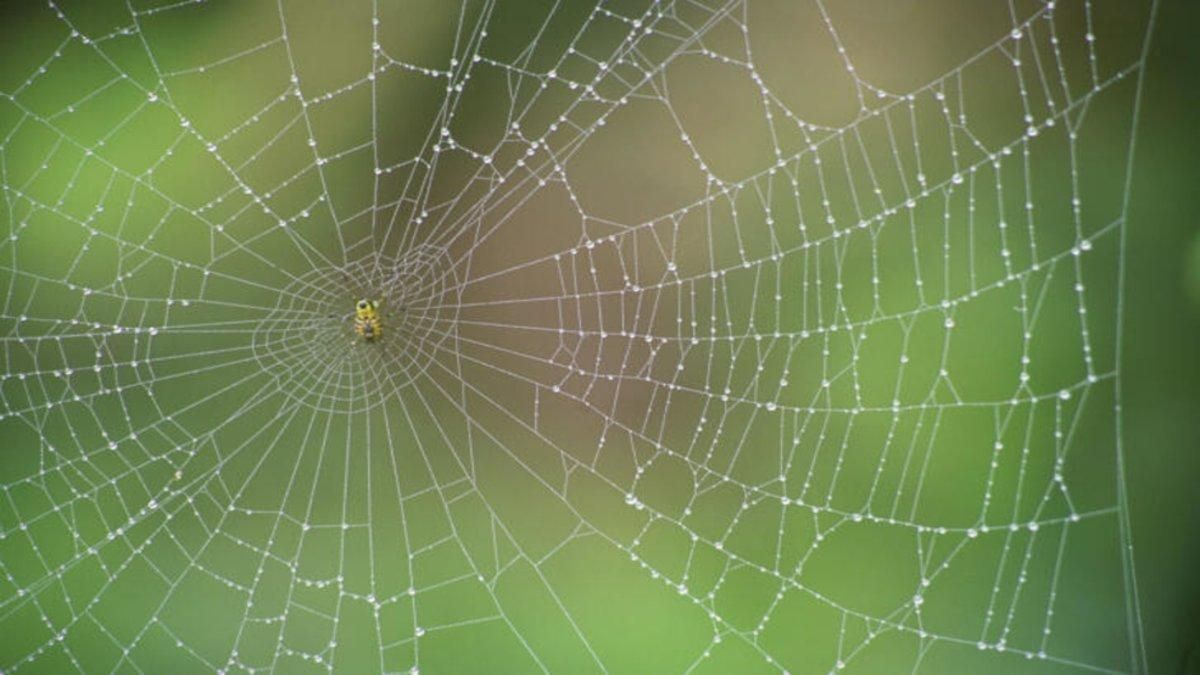 Una tela de araña Una tela de araña