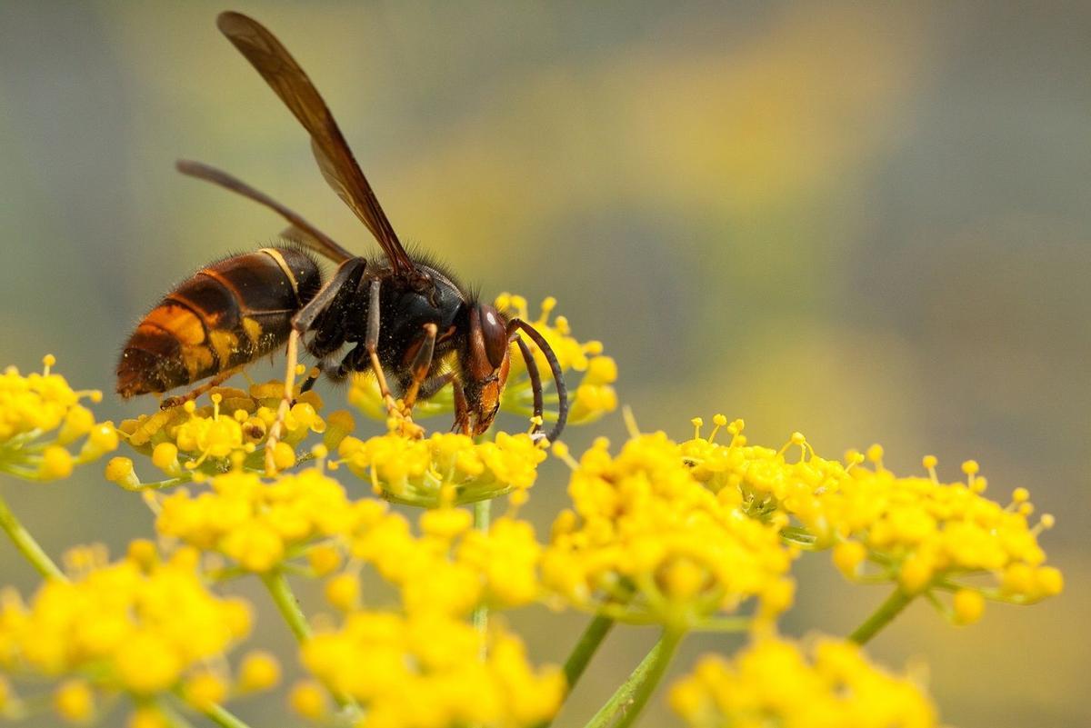Seis insectos que nos acechan para picarnos este verano