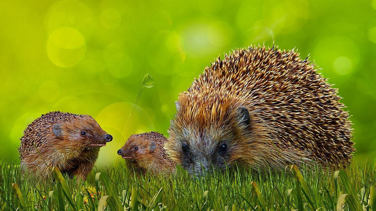 El erizo más longevo conocido tuvo 16 años, ocho veces más de lo normal