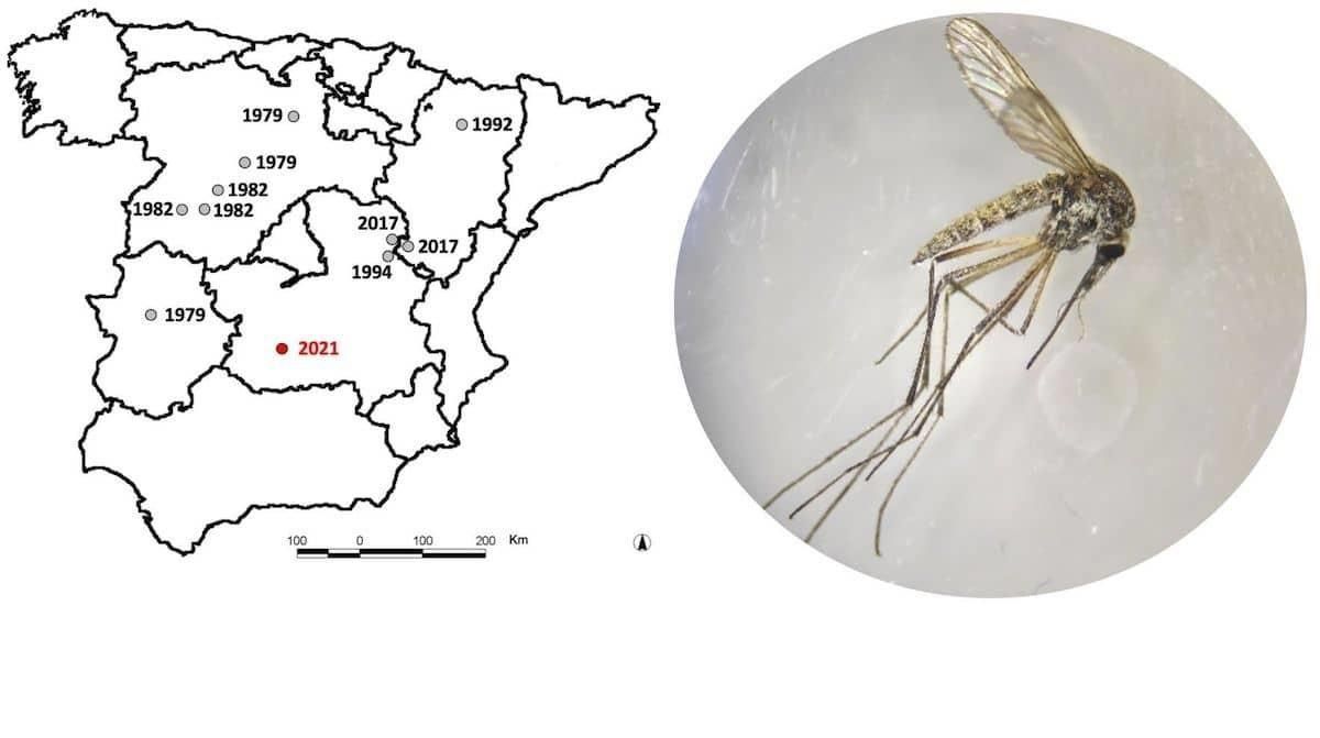 El mosquito de la nieve se extiende hacia el sur de España El mosquito de la nieve se extiende hacia el sur de España