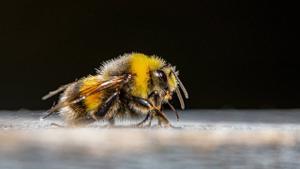 Los abejorros estan en riesgo de desaparecer en las proximas decadas