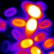 Imagen de microscopía de varias esporas con su potencial electroquímico codificado por colores.