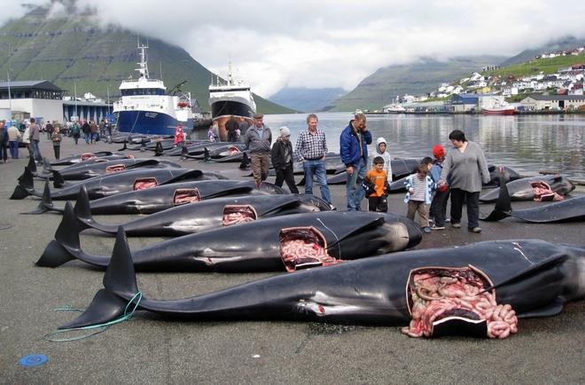 Impactante video: continúa la masacre de delfines en las islas Feroe