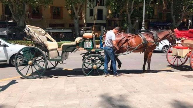 Palma prohibirá las galeras tiradas por caballos en 2024