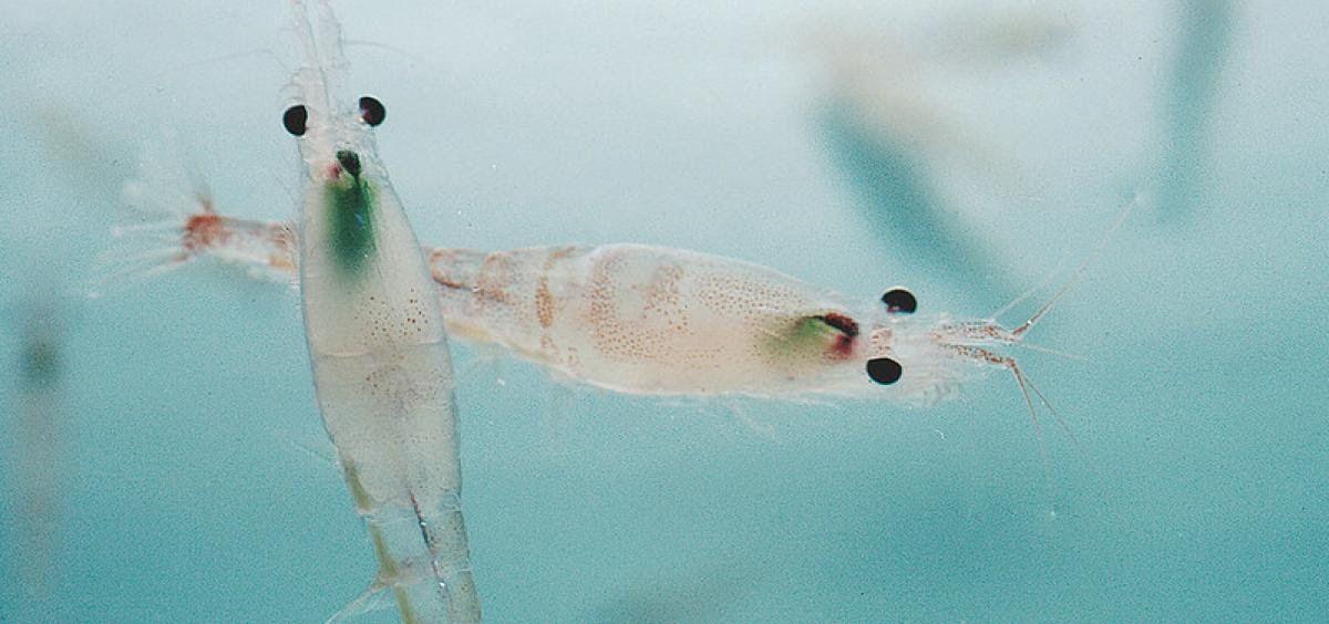 Minoristas y supermercados saquean la Antártida con la venta de krill