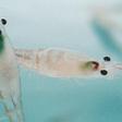 Minoristas y supermercados saquean la Antártida con la venta de krill