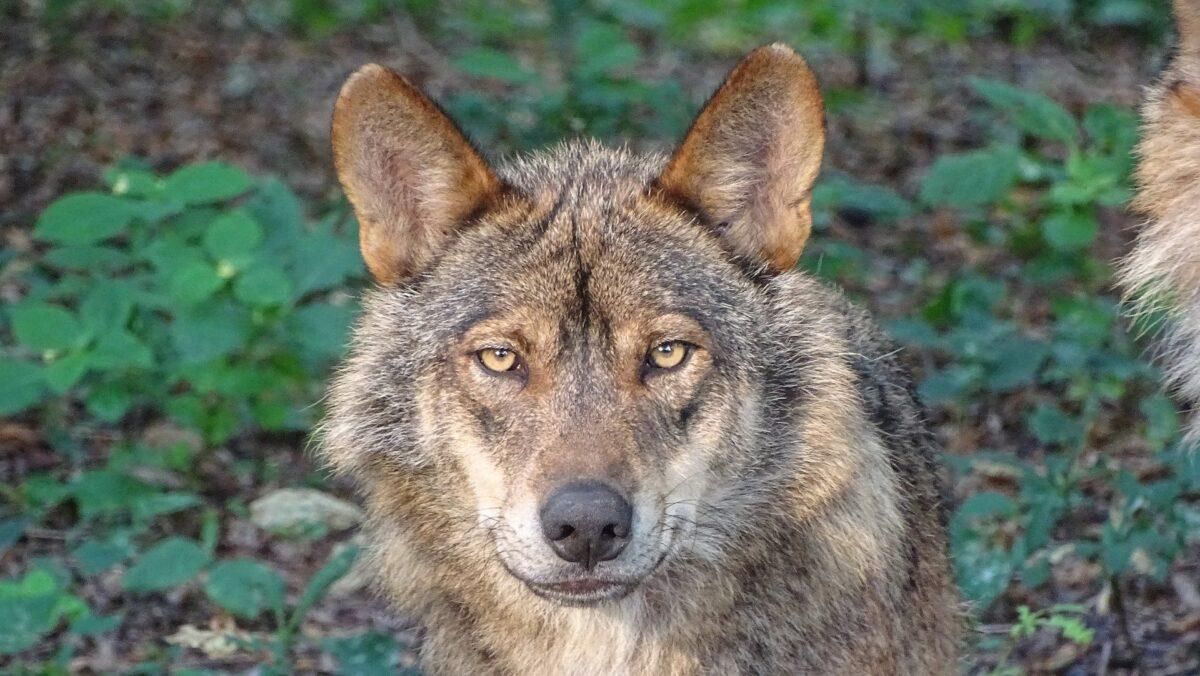 El lobo queda protegido en toda España: hasta 2 millones de multa por cazarlo El lobo queda protegido en toda España: hasta 2 millones de multa por cazarlo