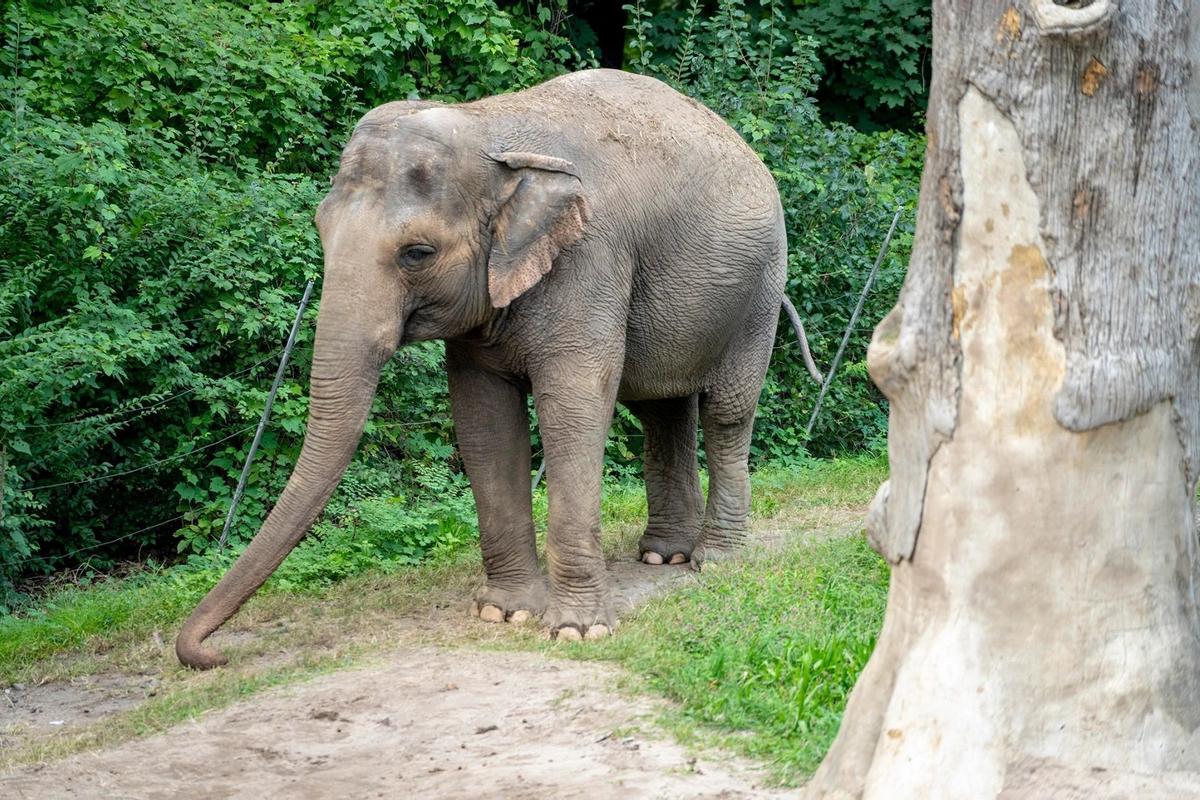 La triste historia de la elefanta Happy