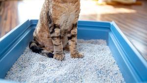 Las mejores arenas aglomerantes para gatos que puedes comprar