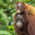 Se ha perdido el 60% de los orangutanes en los últimos 40 años