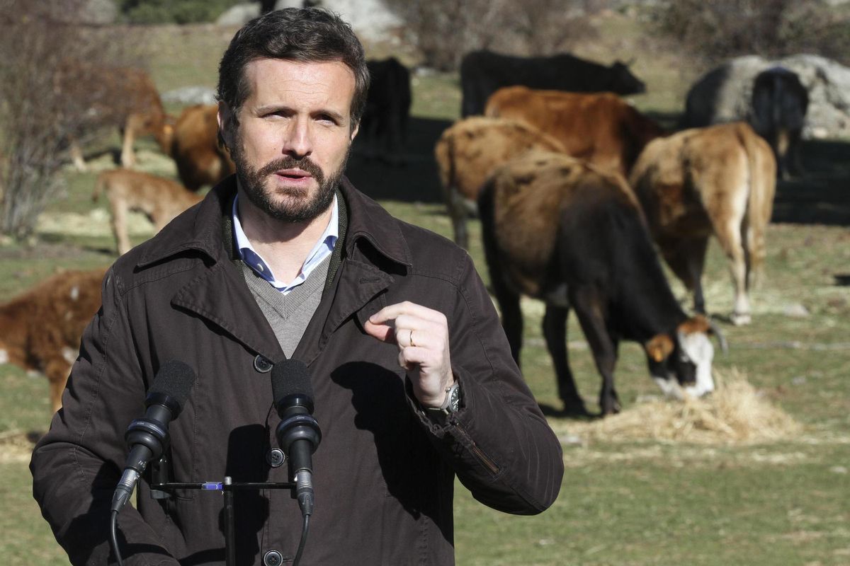 El líder del PP, Pablo Casado. El líder del PP, Pablo Casado.