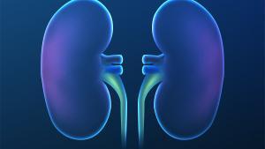 Los nefrólogos confirman que el trasplante renal con donante vivo es ofrece mejores resultados a largo plazo